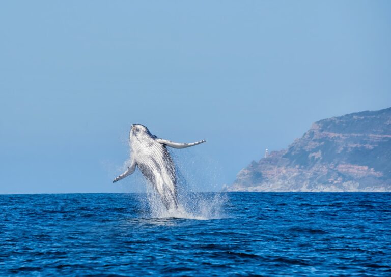 Whalewatching Kanada