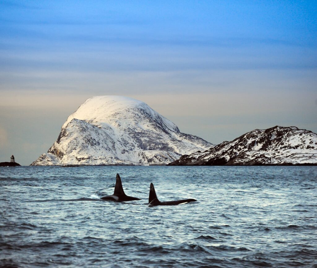 Whalewatching Norwegen