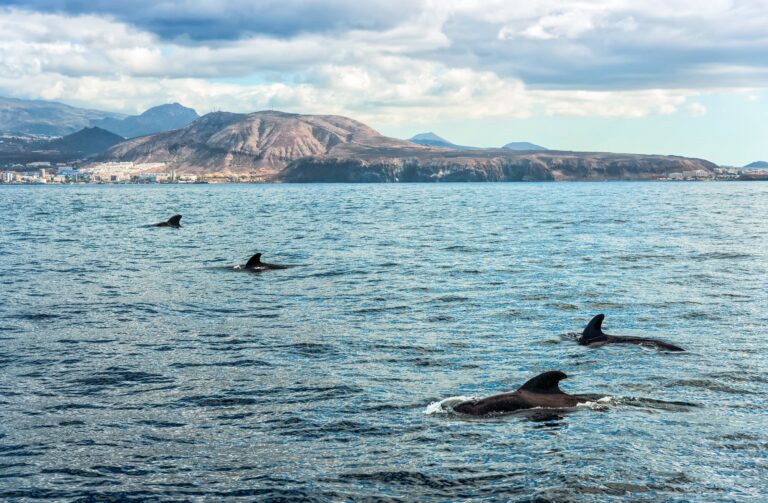 Whalewatching Teneriffa